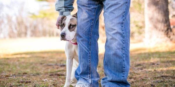 Training a fearful dog to walk 2024 on a leash